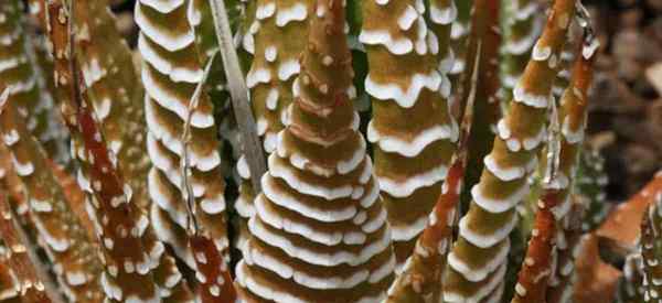 Cómo crecer y cuidar de las plantas de Haworthia Pumila