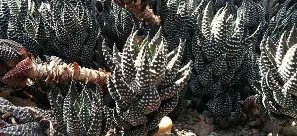 Haworthia Reinwardtii se soucie de faire pousser une verrue zèbre saine