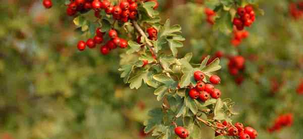 Como cultivar Hawthorne Tree