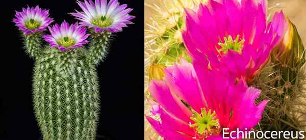 Planta de cacto de hedgehog aprende echinocereus crescendo e cuidando