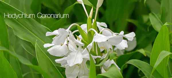 Hedychium Coronarium Care, wie man weiße Ingwer Lily annimmt