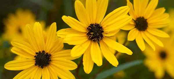 Plantes de tournesol de marais en croissance Helianthus angustifolia