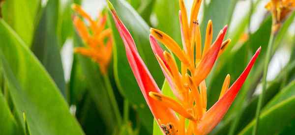 Crescendo a planta da Heliconia como cuidar da flor da Heliconia