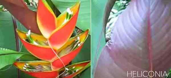 Heliconia stricta Blumen perfekt für Behälter