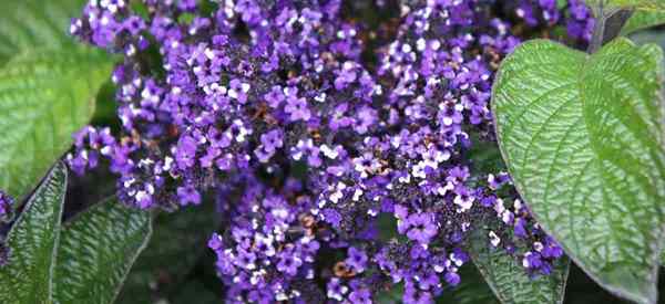 Heliotropium arborescens Care belajar menanam tanaman heliotrop