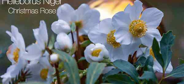 Helleborus Niger Care belajar tips tentang menumbuhkan mawar Natal