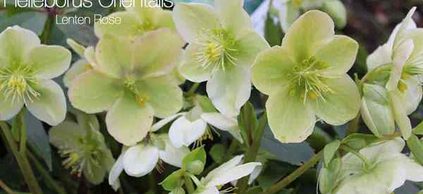 Cómo cuidar las plantas de Helleborus orientalis de Lenten Rose