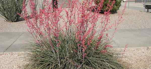 Cómo cultivar hesperaloe parviflora