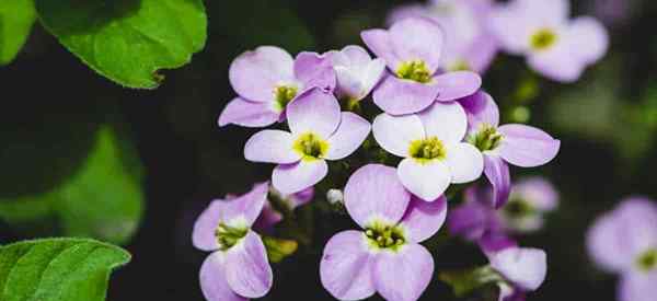 Dames Rocket Cómo crecer y cuidar a Hesperis matronalis