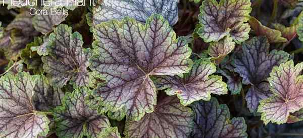 Planta Heuchera Cómo cultivar y cuidar las campanas de coral