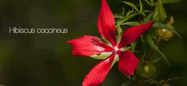 Hibiscus coccineus Texas Star Hibiscus Plant Cresce