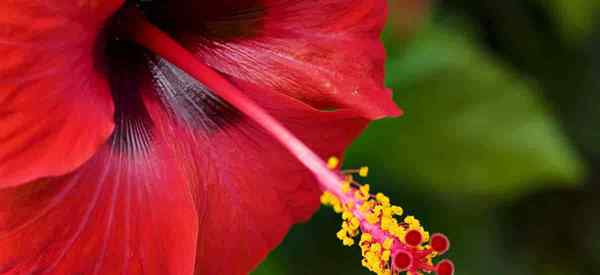 7 Tipps zur Auswahl des rechten Hibiskusdüngers