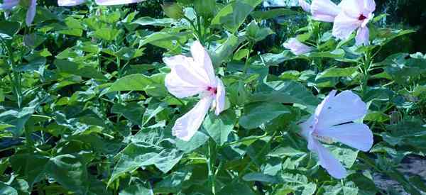 Hibiscus grandiflorus Care lernt, Sumpf Rose Mallow anzubauen