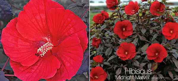 Medianoche Marvel Hibiscus Care