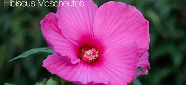 Hibiscus Moscheutos kümmert sich um den Anbau von Sumpfmalen