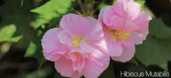 Hibiscus mutabilis se soucie de la façon de pousser la rose confédérée