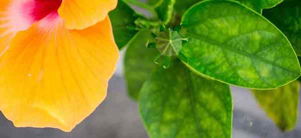 7 raisons pour les feuilles d'hibiscus devenant jaune [détails]