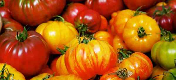 Cuántas libras de tomates por planta? 12 pasos para tomates de alto rendimiento - 50-80 libras por planta