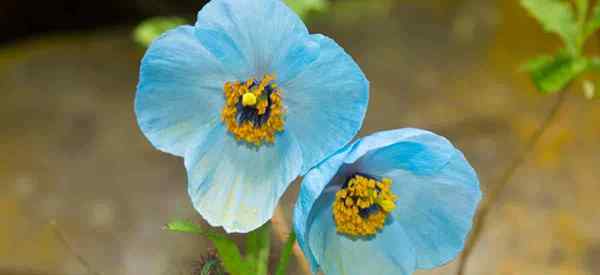 Himalajska Blue Poppy Care Rosnące Meconopsis „Azjatyckie make”