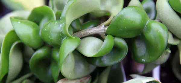 Como cuidar de corda hindu Plant Hoya Compacta