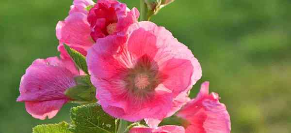 Hollyhock Plant Growing & Care of Hollyhock Flowers (Alcea Rosea)