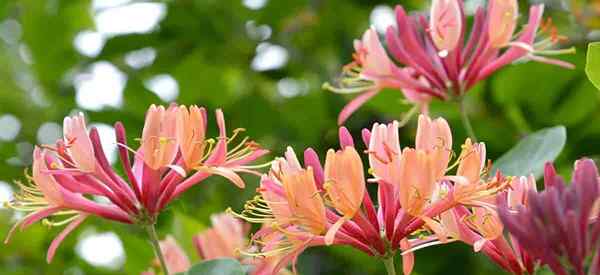 Cómo cuidar y cultivar madreselva en su jardín