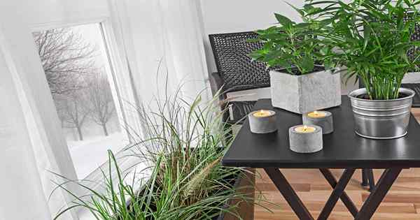 Ajoutez ces 5 plantes d'intérieur non toxiques à votre décoration intérieure dès que possible