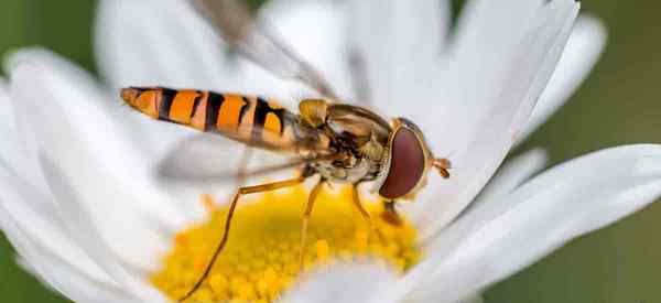 Hoverfly Aprenda a combater naturalmente pulgões com hoverflies benéficos