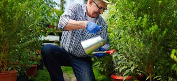 Cómo aplicar el aceite de neem al suelo como un empezado