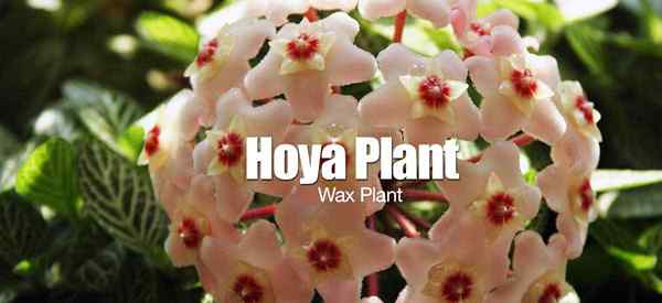 Hoya Care Grow Fragant Hoya Carnosa Wax Planta