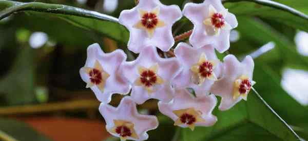 Les plantes Hoya sont-elles toxiques?