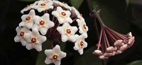 Variétés de Hoya Types et espèces populaires de Hoyas