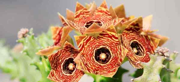 Crescendo a planta de salva -vidas como cultivar o fedorento huernia cactus