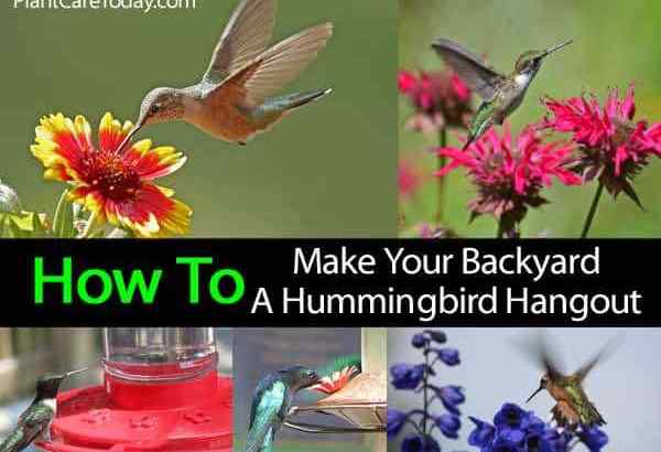 Hummingbird Garden, wie Sie Ihren Garten zum Treffpunkt machen können