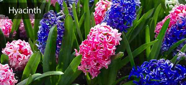 Cuidados de Hyacinth Cultura de lâmpadas internas e ao ar livre