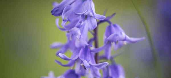 Spanische Bluebells kümmern sich darum, Hyacinthoides Hispanica anzubauen