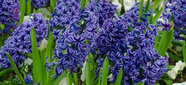 Hyacinthus orientalis tumbuh dan mekar hyacinth Belanda
