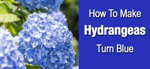 Cara menjadikan hydrangeas menjadi biru