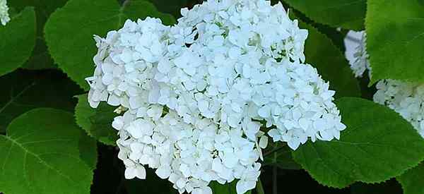 Hortengea arborescens poussant et entretiens des hortensias lisses