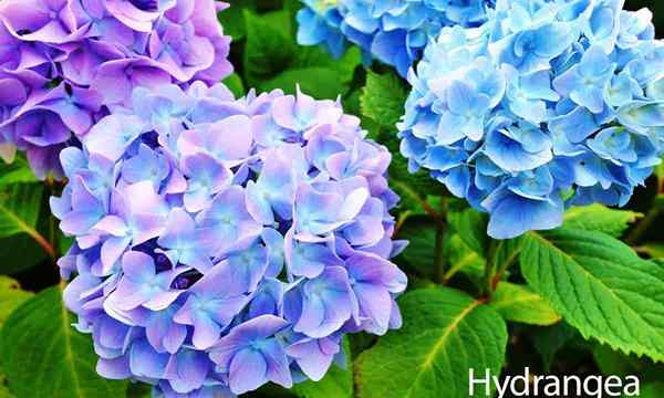 Panduan Perawatan Hydrangea Cara Menumbuhkan Tanaman Hydrangea