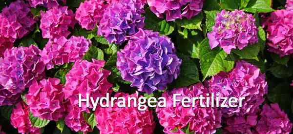 Tips Pupuk Hydrangea untuk memberi makan tanaman hydrangea Anda