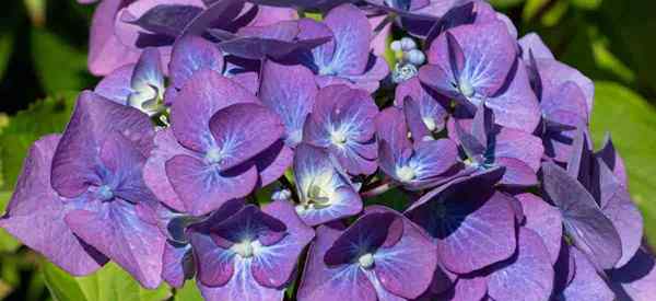 Wachsende Hortensie Makrophylla, die sich um farbenfrohe französische Hortensien kümmern