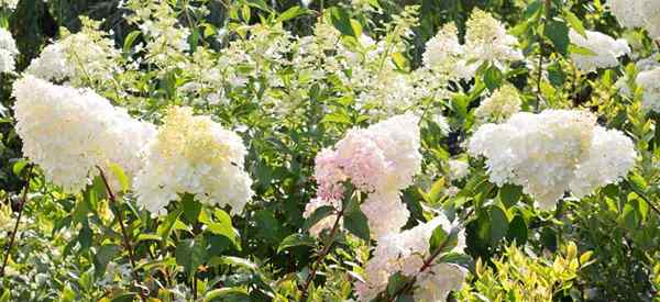 Hydrangea paniculata belajar berkembang dan penjagaan peegee hydrangea