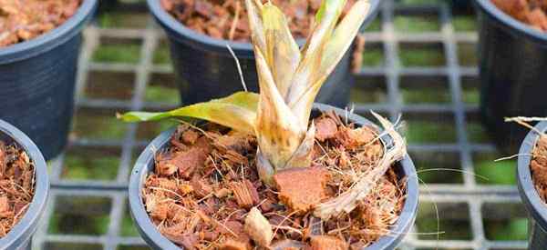 Wasserstoffperoxid für Gartenpflanzen, wie man (H2O2) im Garten verwendet