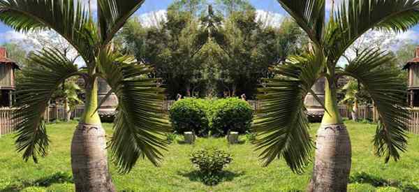 Penjagaan Pokok Palm Botol Tumbuh Hyophorbe Lagenicaulis Palms