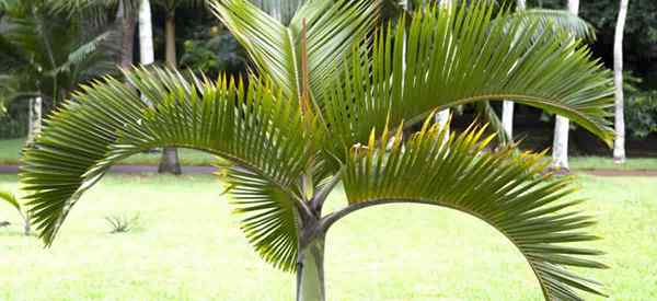 Fuseau Palm Care Hyophorbe Verschaffeltii Conseils de croissance
