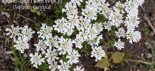 Iberis Sempervirens se soucie de la croissance de Candytuft à feuilles persistantes