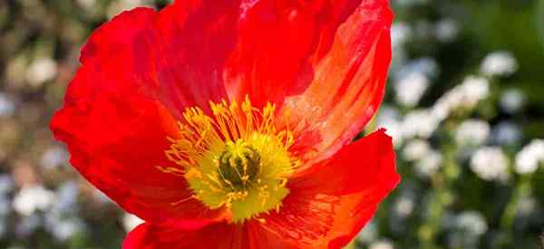 Apprenez à grandir et à prendre soin du coquelicot Islande Hardy