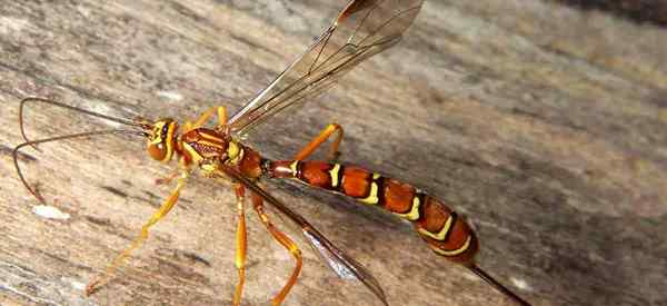 Ichneumon Wasp - Cara Mengawal Perosak Taman Semula [Gunakan Panduan]