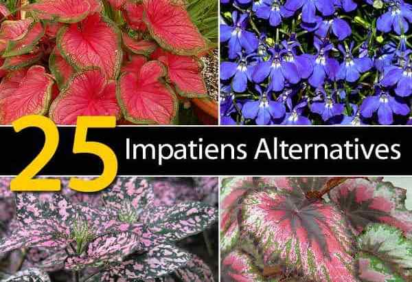 25 alternatywnych impatiens - Alert odpowiedzi choroby [zaktualizowany]